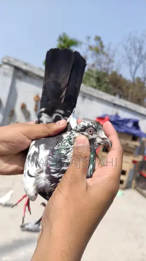চট নর ও জাক পিলোং
