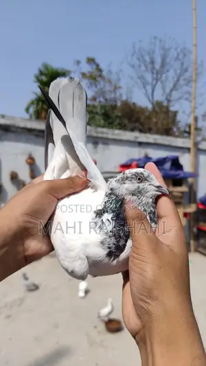 Chat Nor and Jak Pigeons
