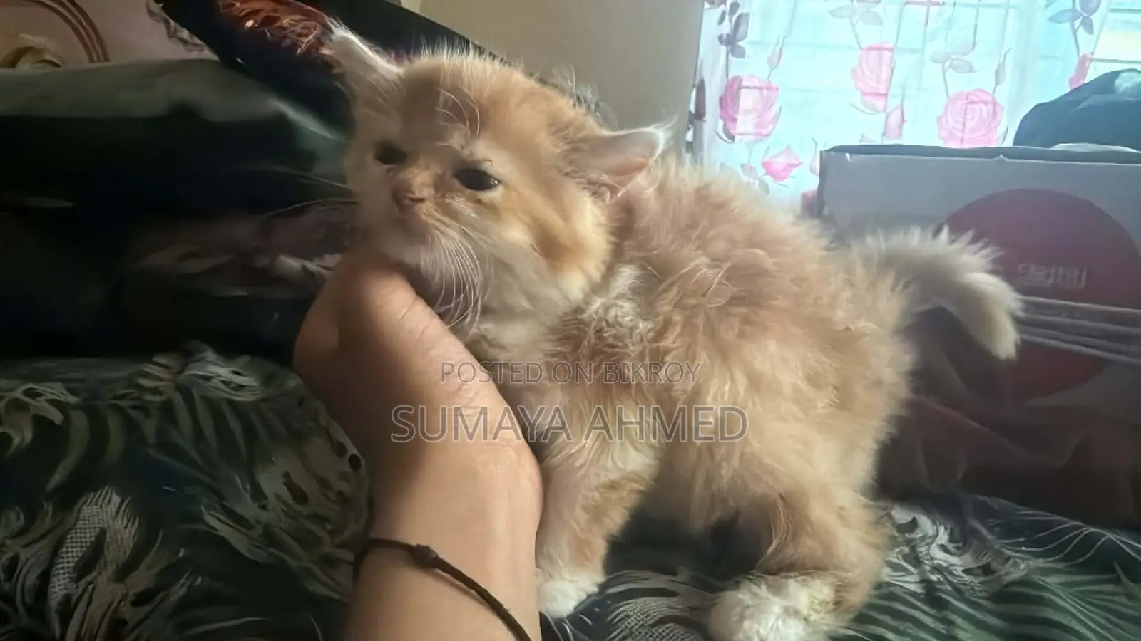 Persian Triple Coded Calico Female Cat