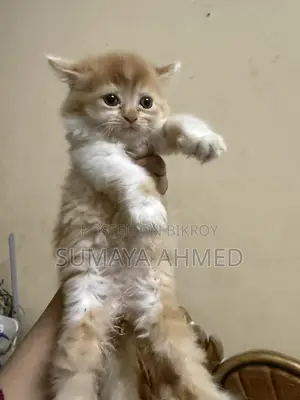Persian Triple Coded Calico Female Cat