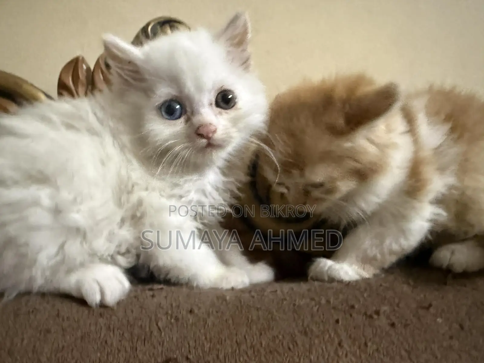 Persian Triple Coded Calico Female Cat