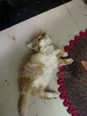 Persian Triple Coded Calico Female Cat