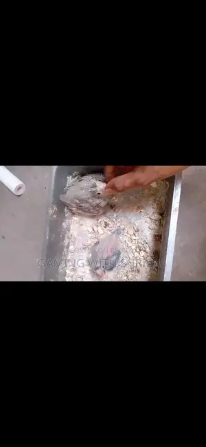 Cockatiel Bird Chicks