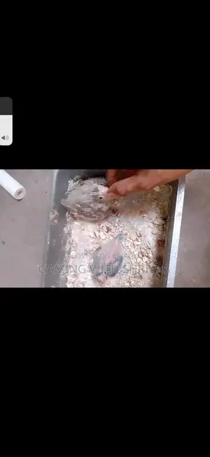 Cockatiel Bird Chicks