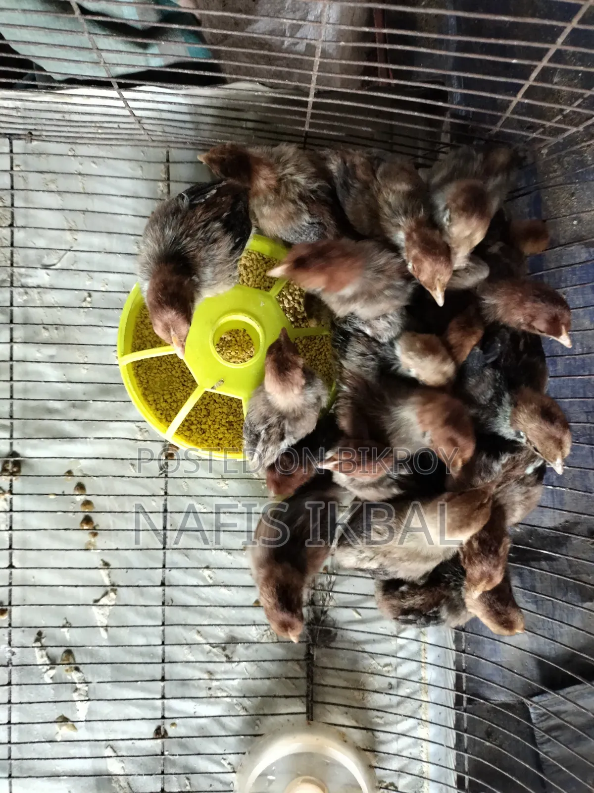 Fayoumi Chicken Chicks