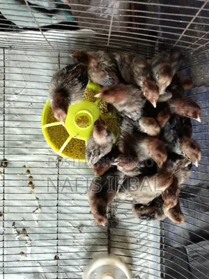 Fayoumi Chicken Chicks