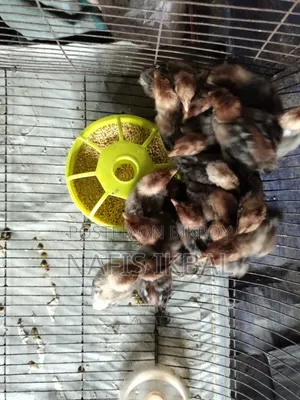 Fayoumi Chicken Chicks
