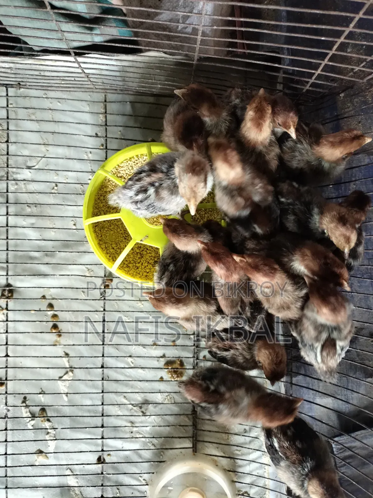 Fayoumi Chicken Chicks