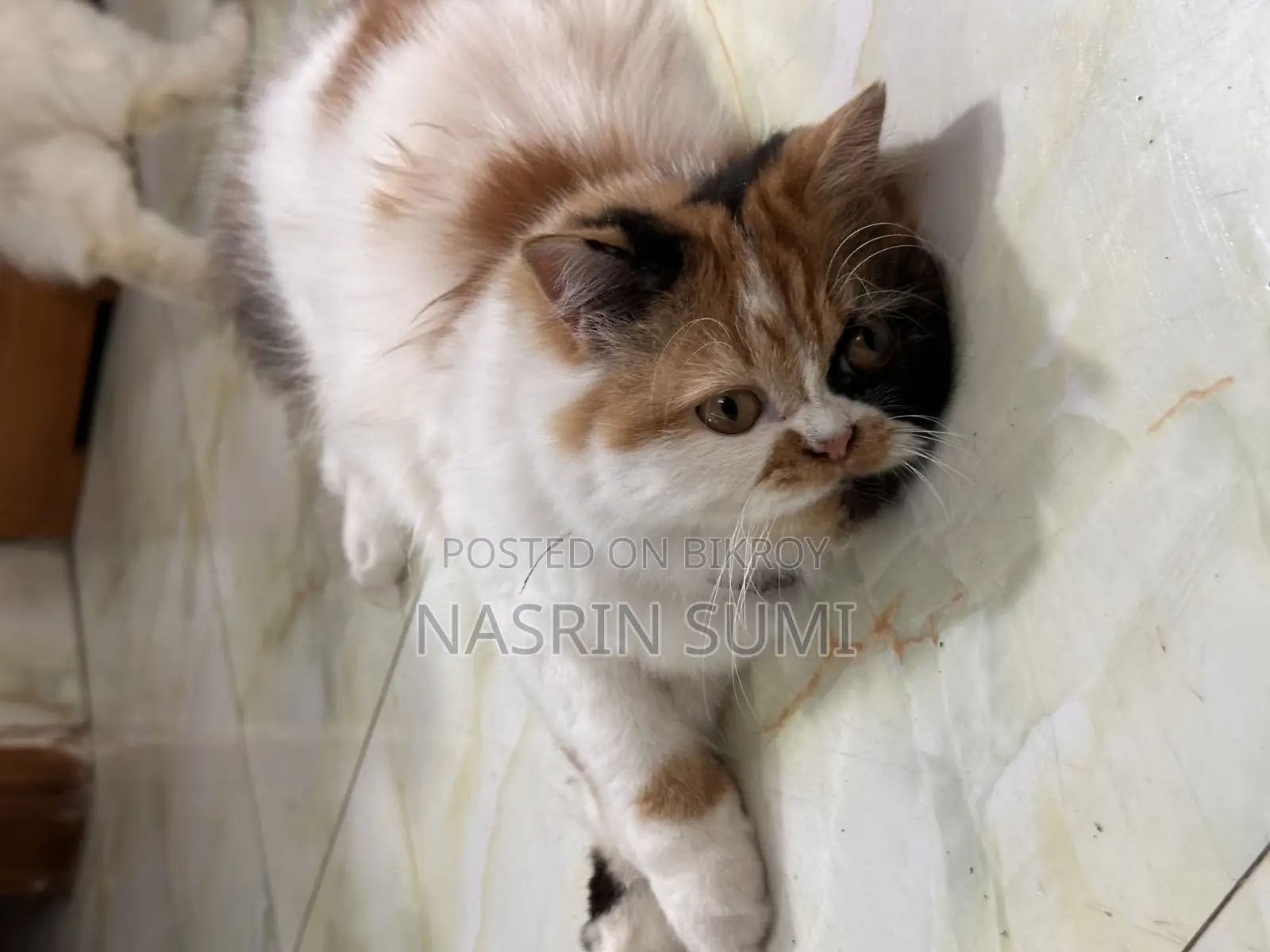৩-৬ মাস বয়সী ফিমেল পিওরব্রেড পার্সিয়ান