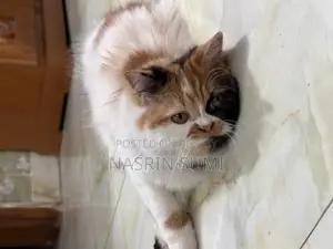 ৩-৬ মাস বয়সী ফিমেল পিওরব্রেড পার্সিয়ান