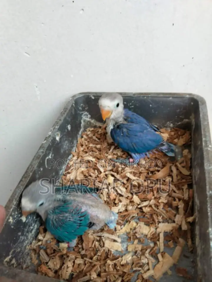 Love Bird Tame Size