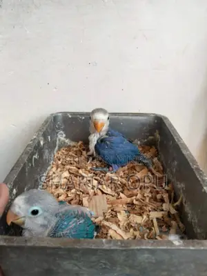 Love Bird Tame Size