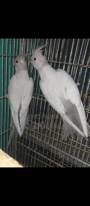 এমারেল্ড কোকাটেল