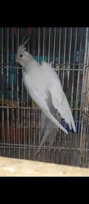 এমারেল্ড কোকাটেল