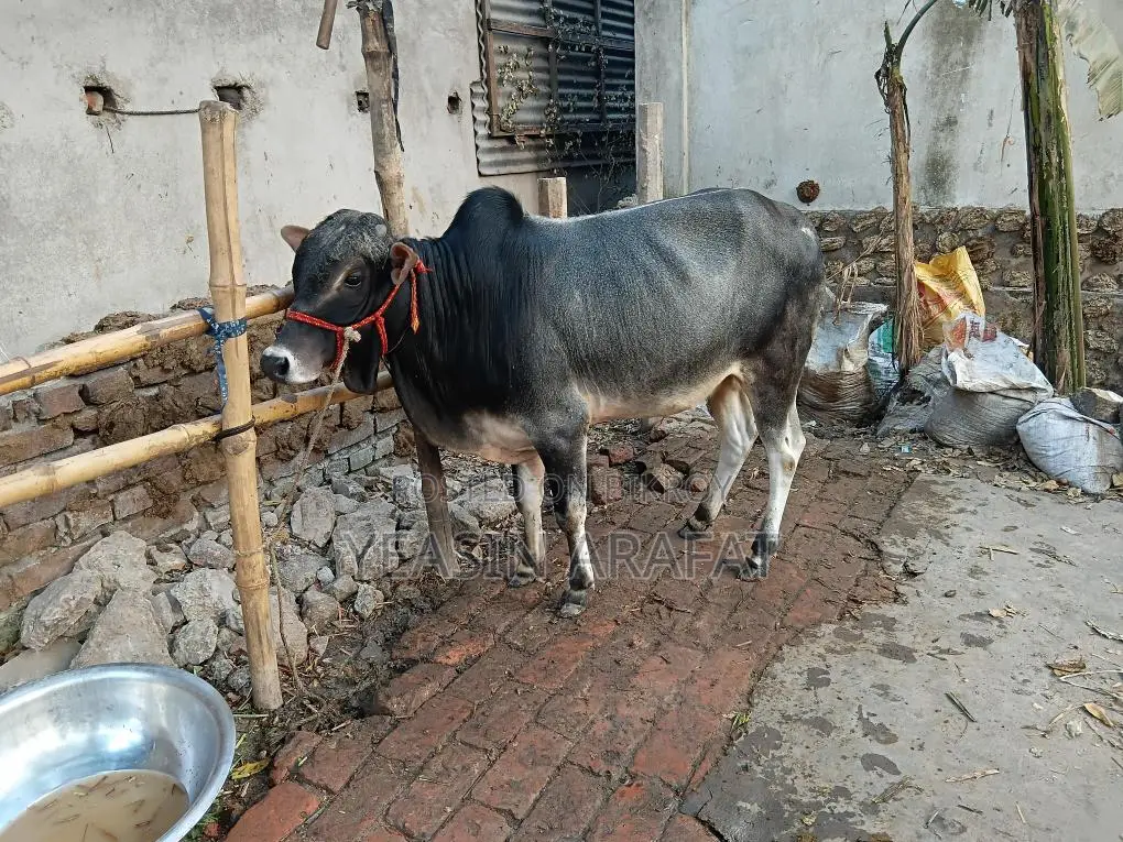 Bull for Sale