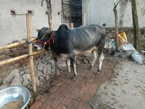 Bull for Sale