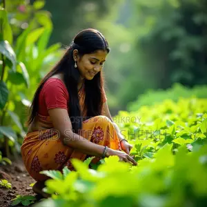 Plants Paradise Faridpur – Your Plant's Best Friend!