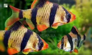 Aquarium Fish