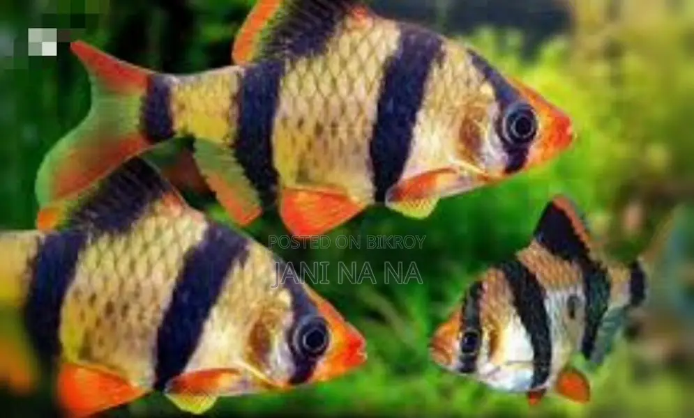 Aquarium Fish