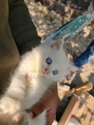 Odd Eye Persian Baby