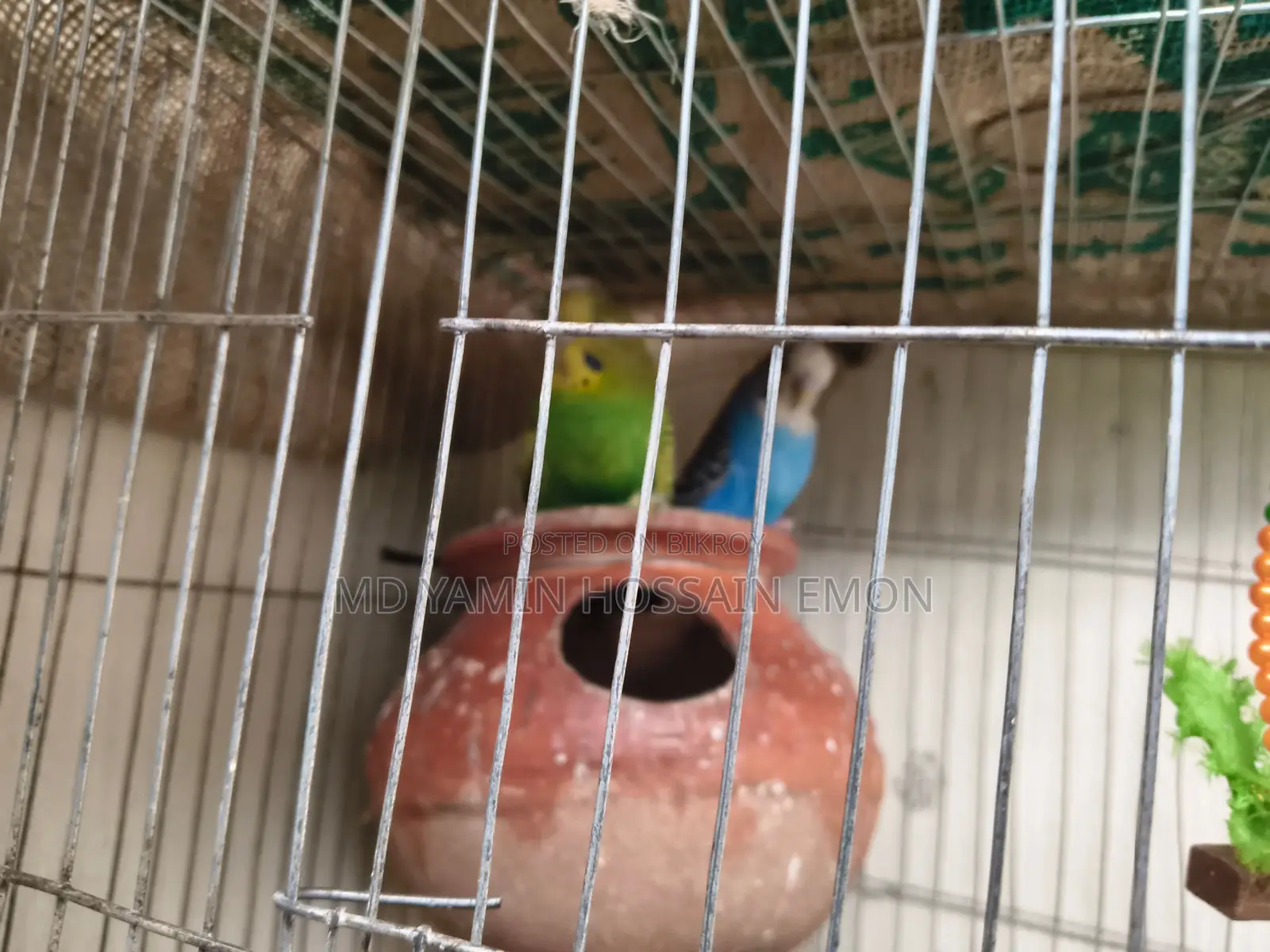 খাচা সহ ১ জোড়া বাজিগর এর বাচ্চা বিক্রি হবে।