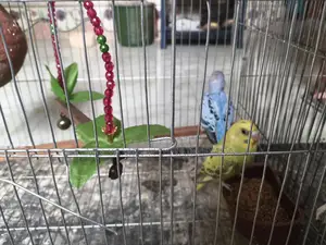 খাচা সহ ১ জোড়া বাজিগর এর বাচ্চা বিক্রি হবে।