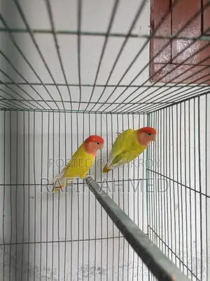 Adult Lovebirds