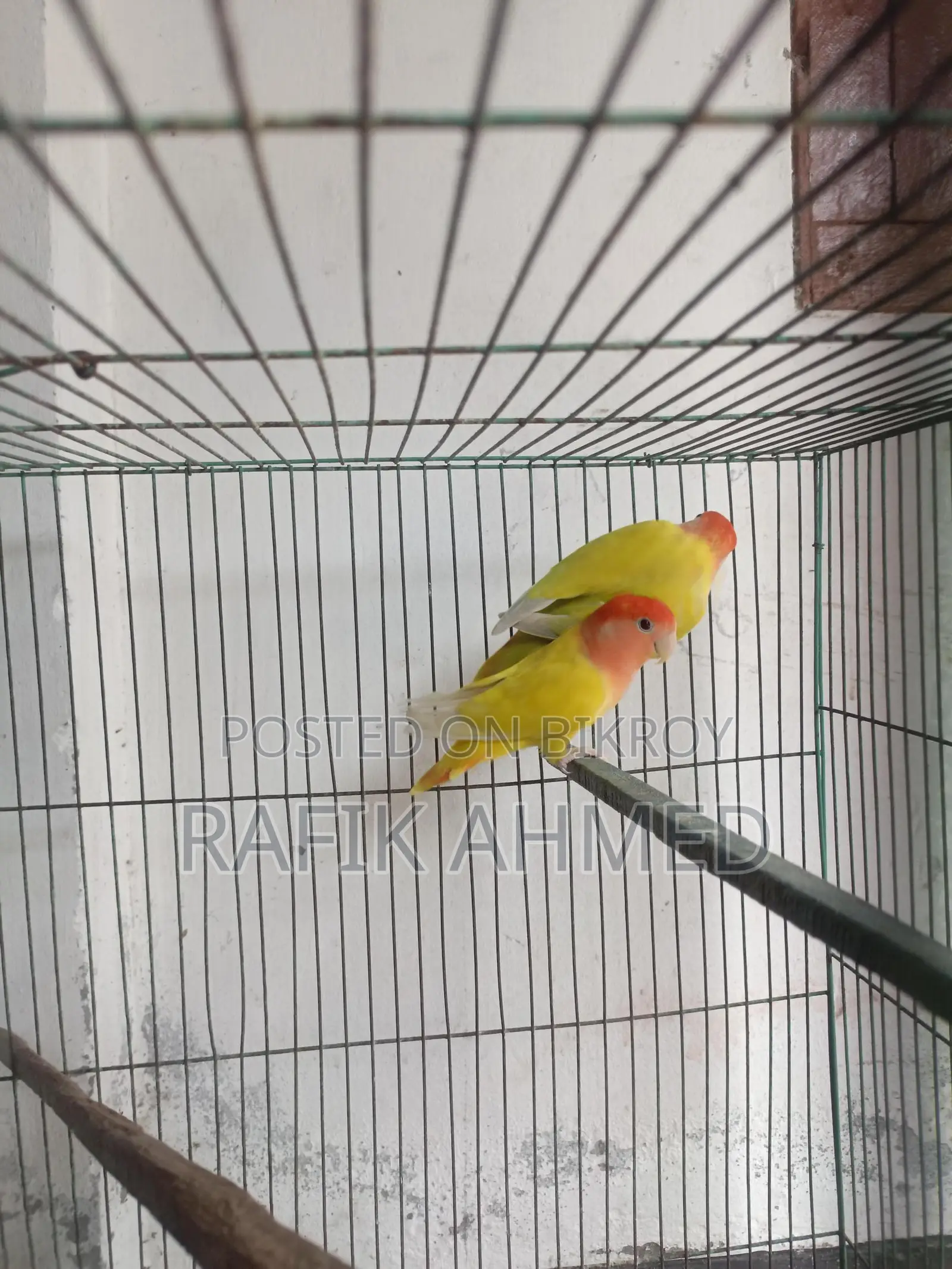 Adult Lovebirds