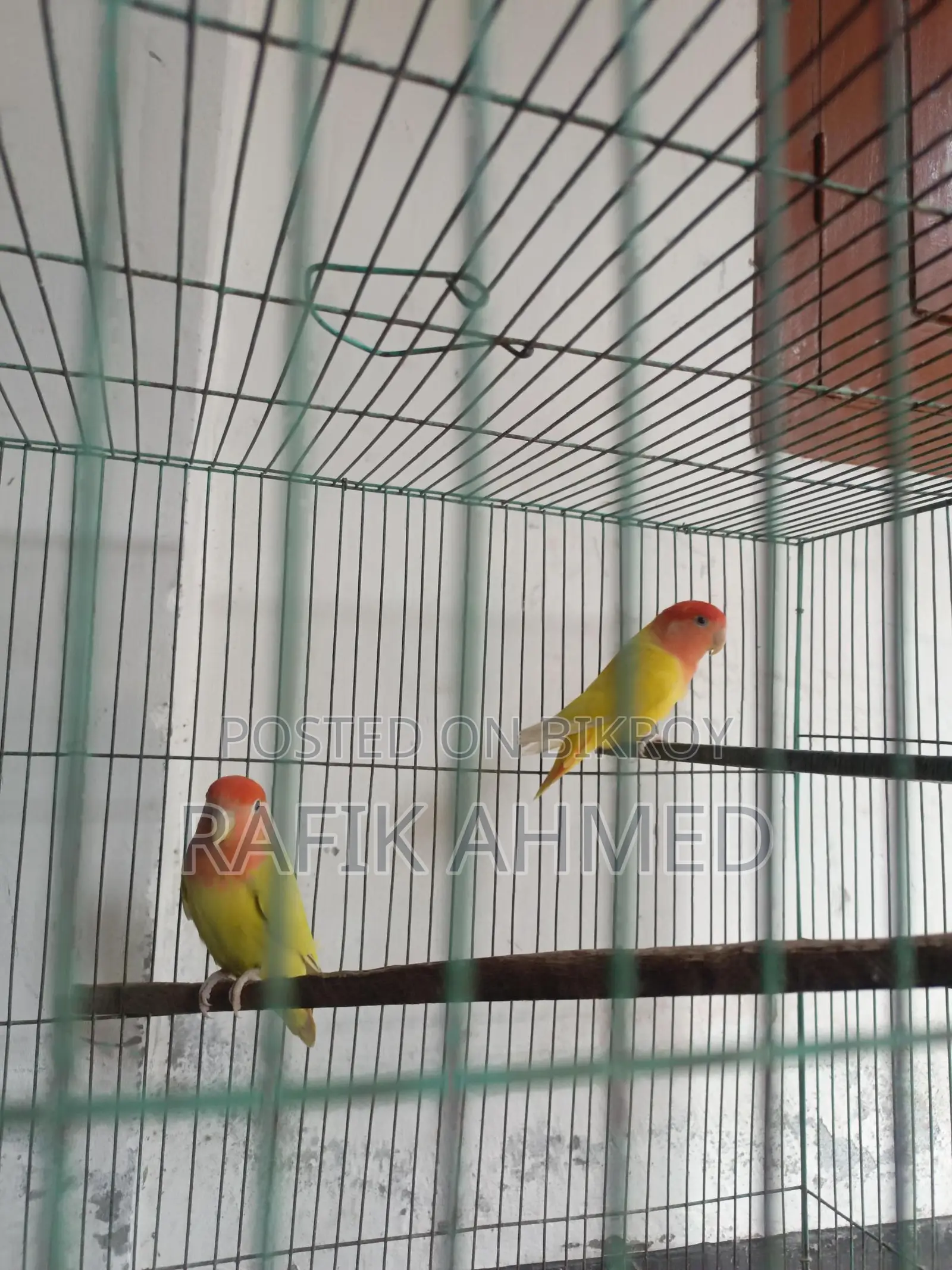 Adult Lovebirds