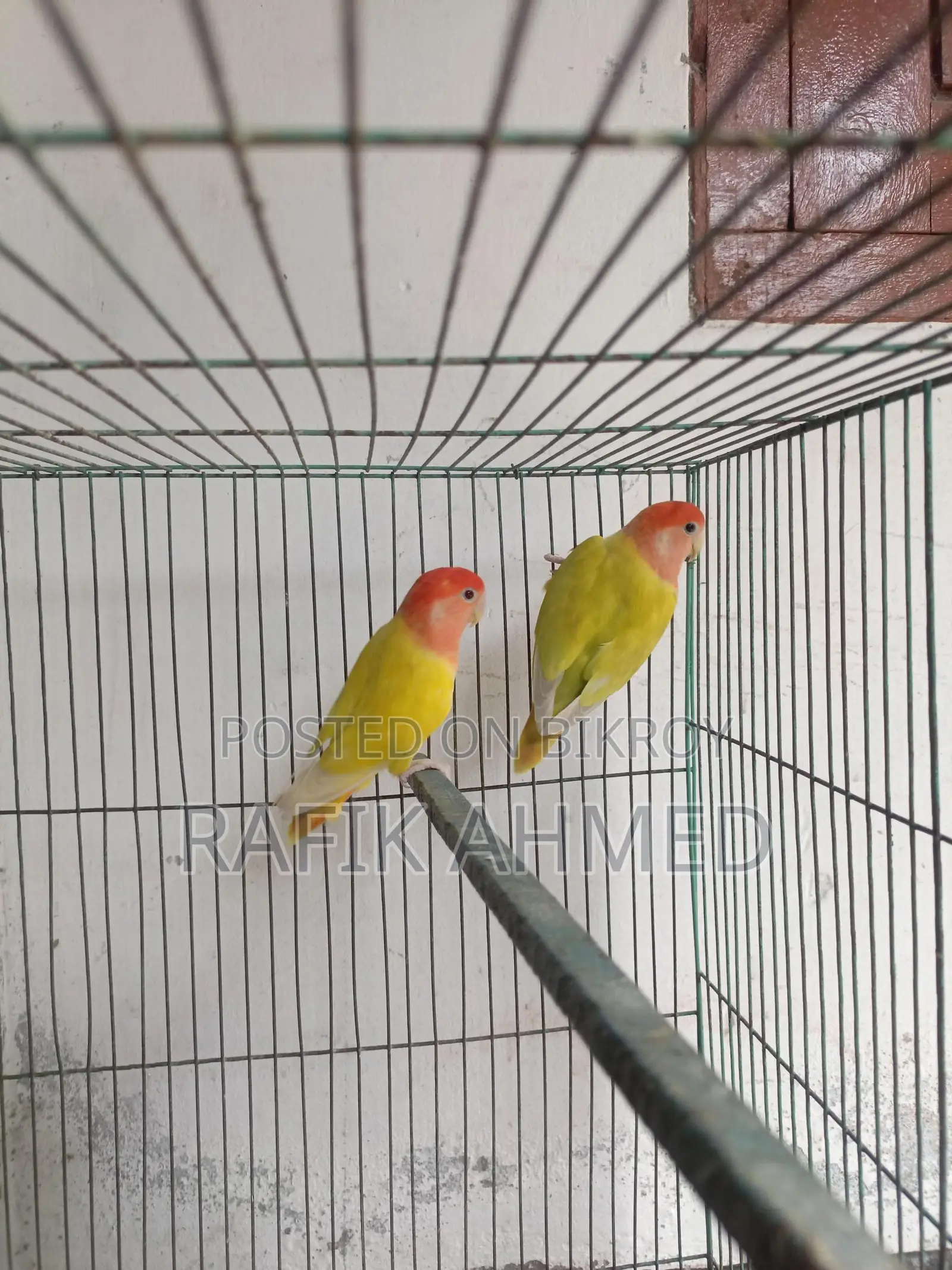 Adult Lovebirds