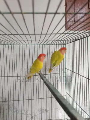 Adult Lovebirds