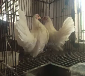 জাপানিজ ব্যন্থম ফিমেল