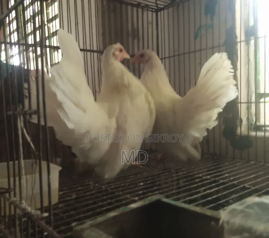 জাপানিজ ব্যন্থম ফিমেল