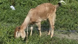 Qurbani Goat