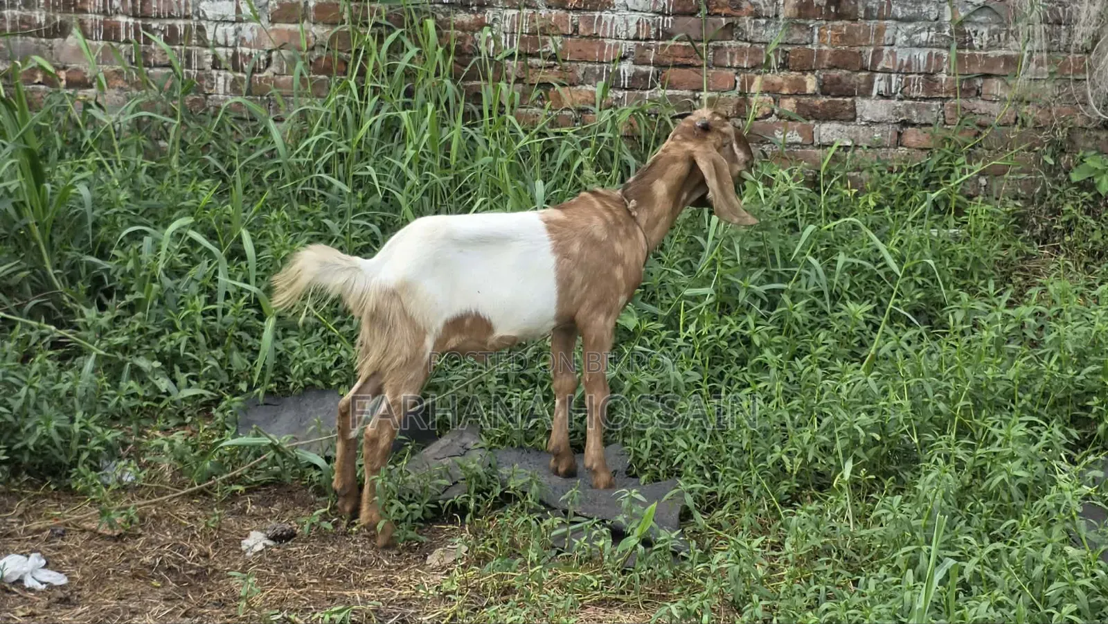 Qurbani Goat