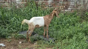 Qurbani Goat