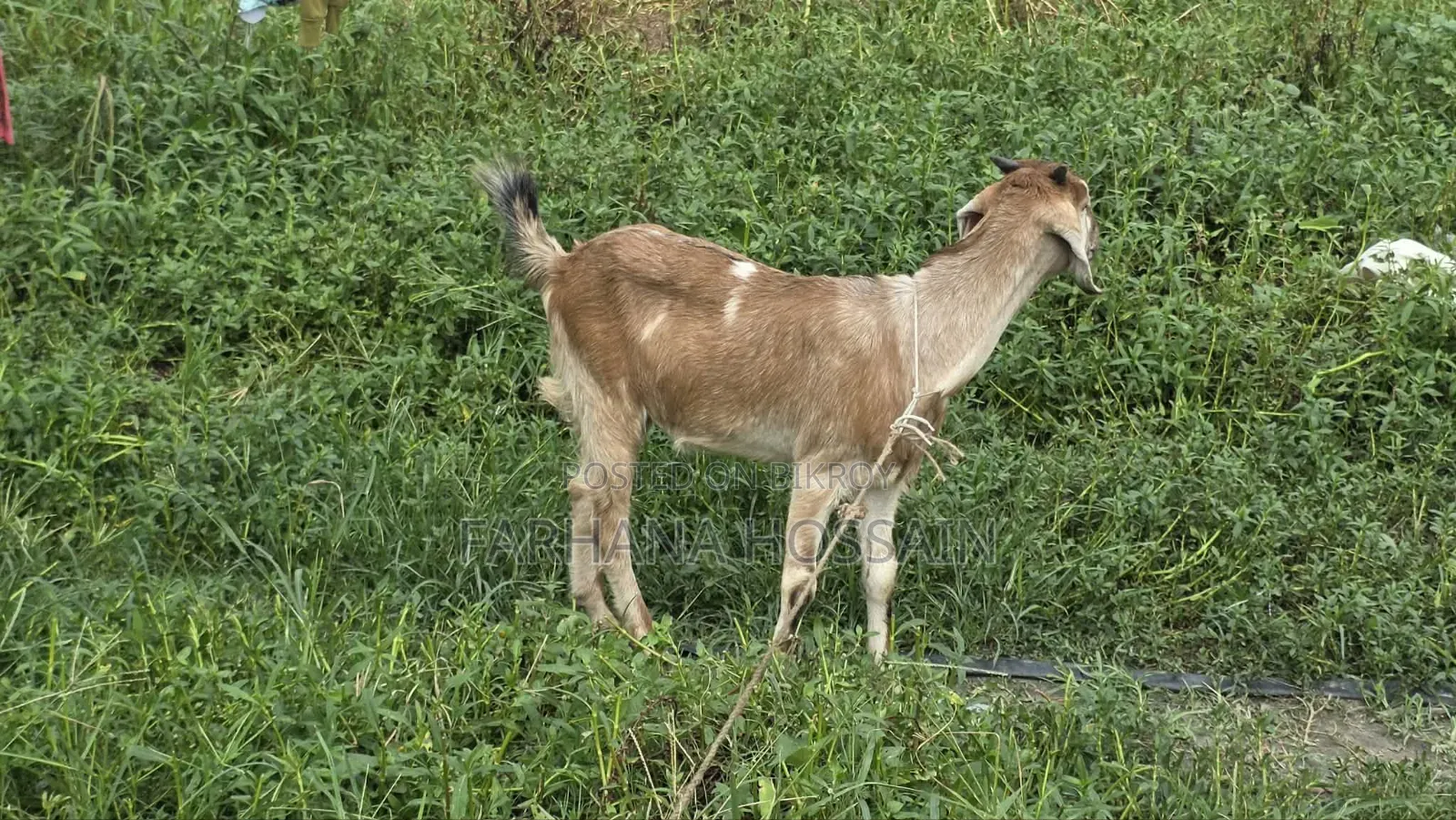 Qurbani Goat