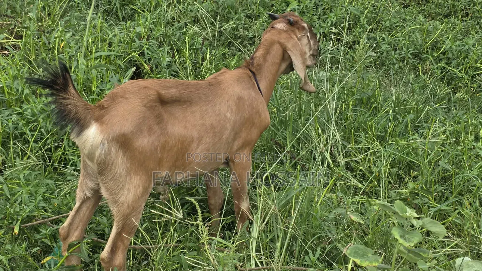 Qurbani Goat
