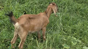 Qurbani Goat