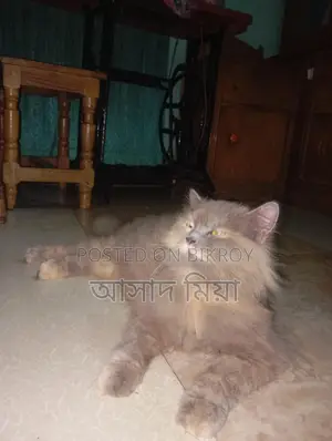 Persian cat for sale.