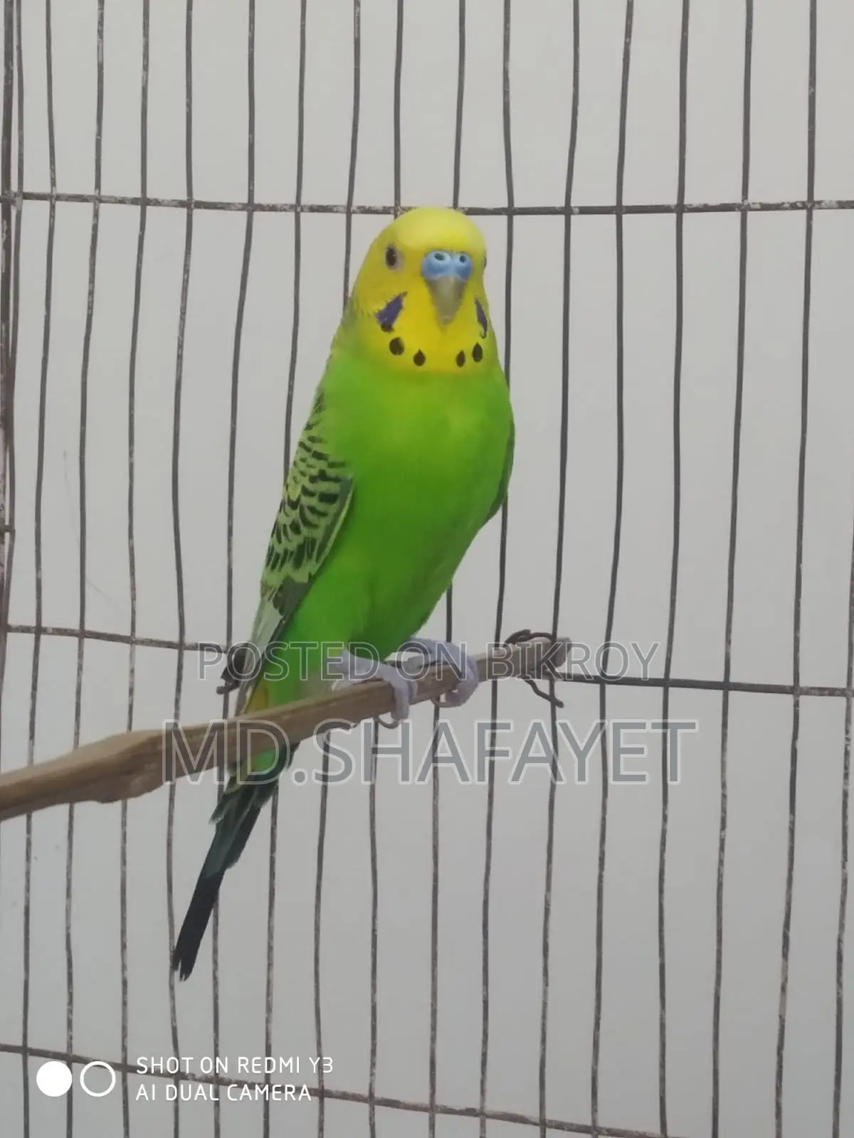 Budgerigar Bird