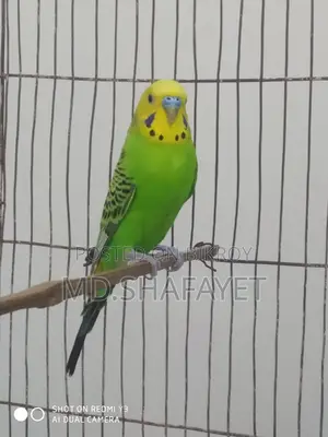 Budgerigar Bird