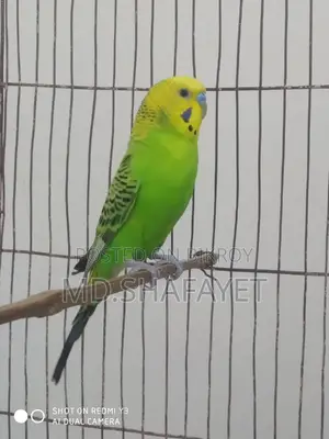 Budgerigar Bird