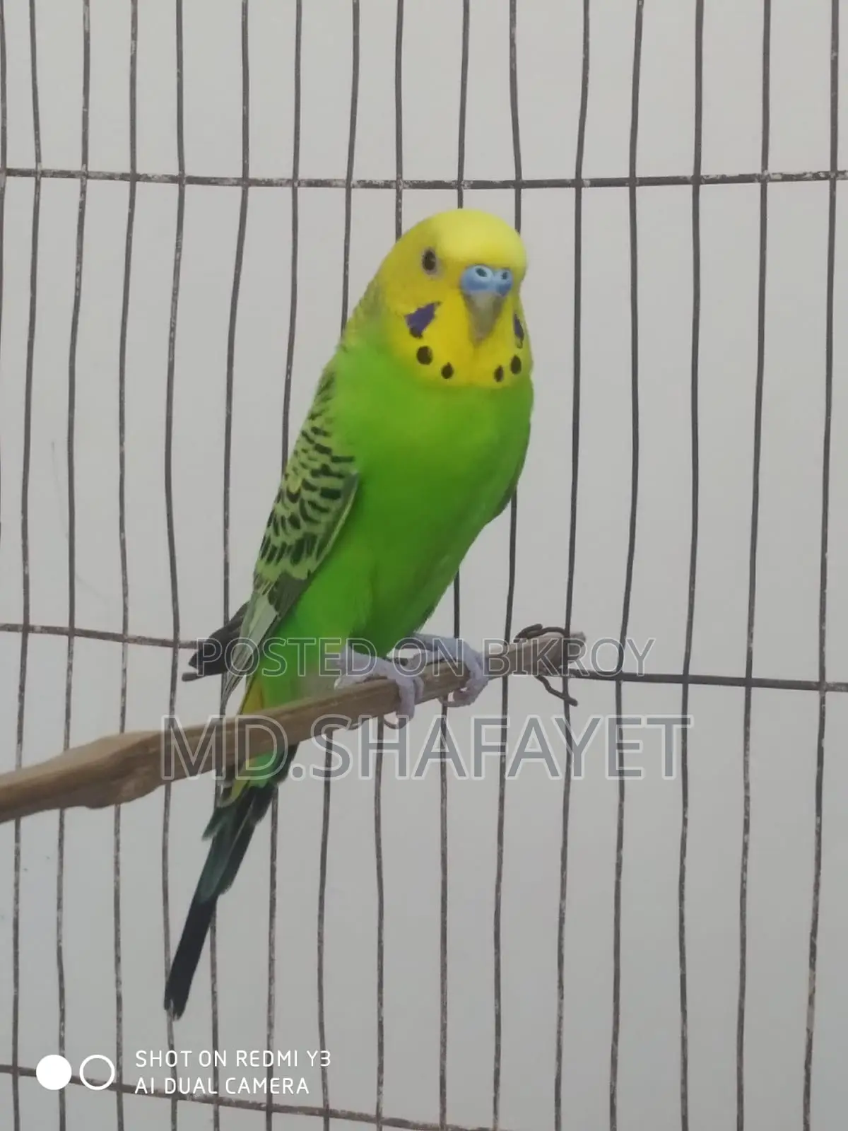 Budgerigar Bird