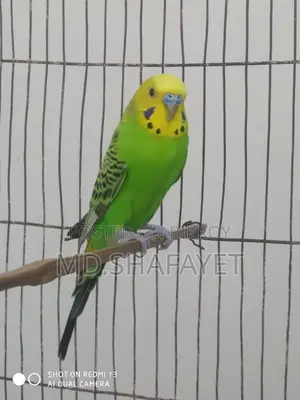 Budgerigar Bird