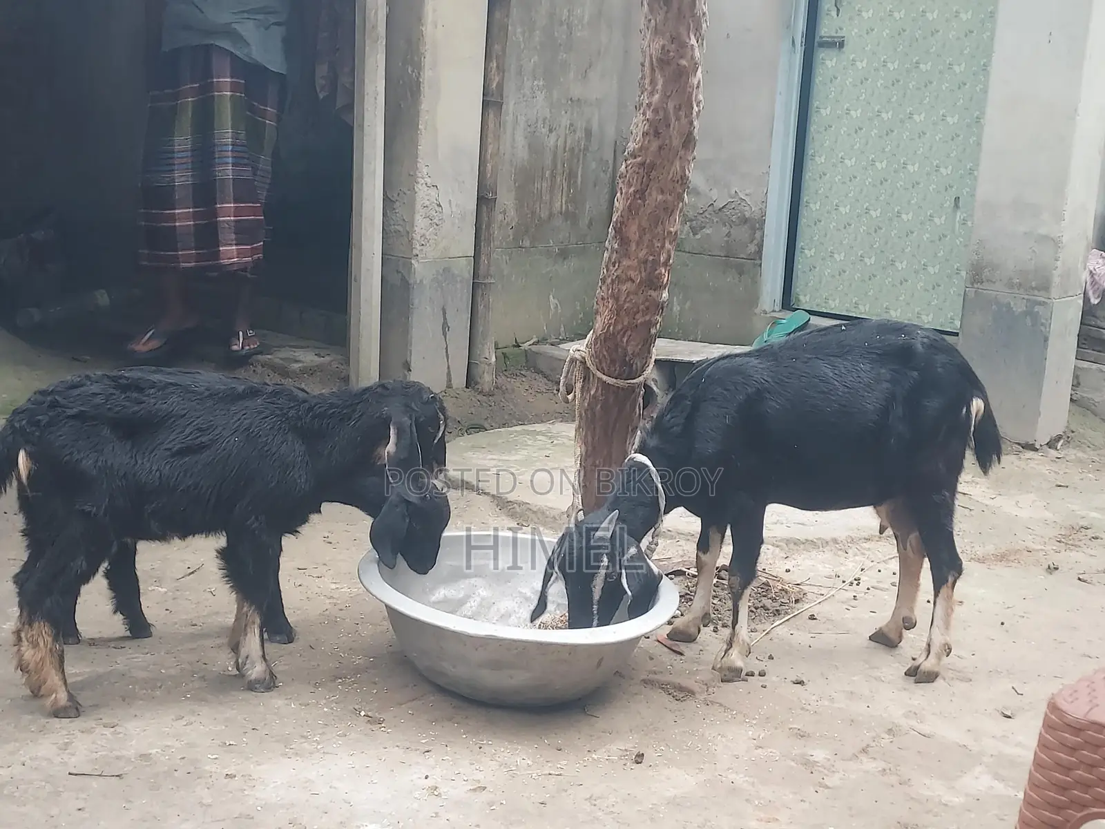 Goat for sale