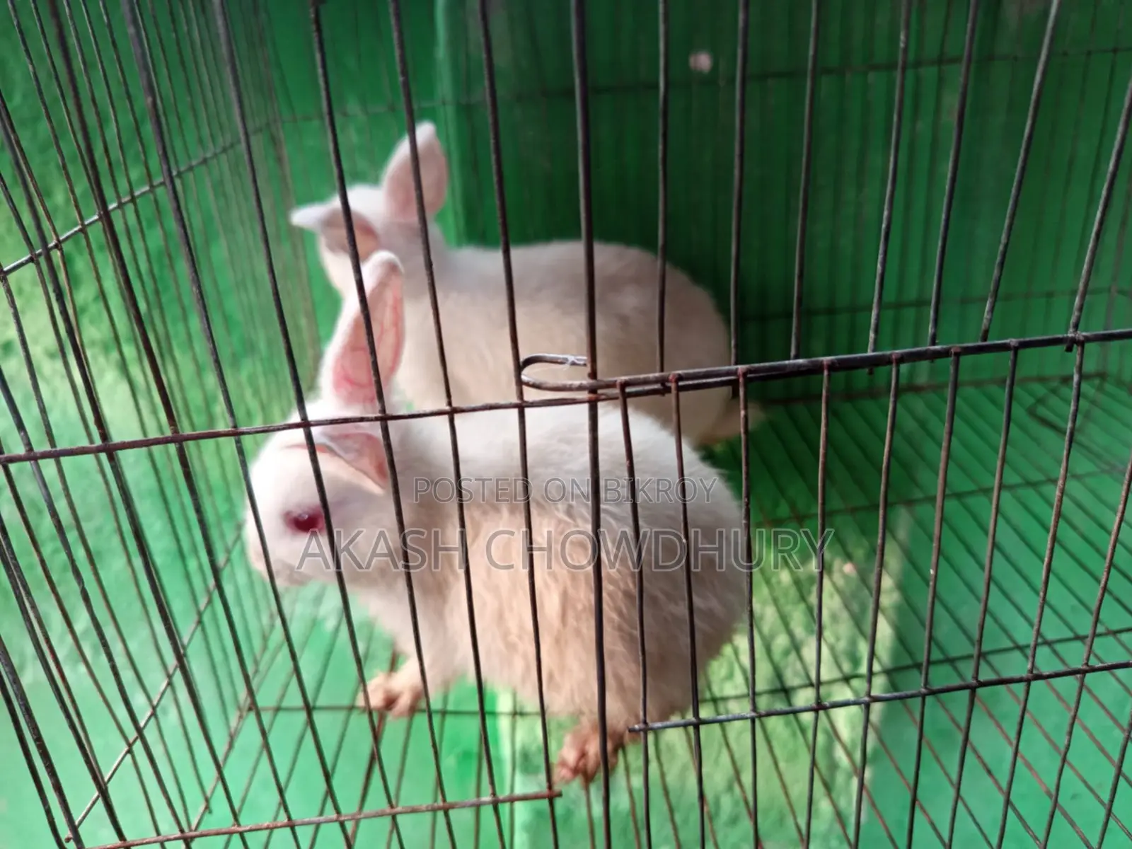 Rabbits for sale