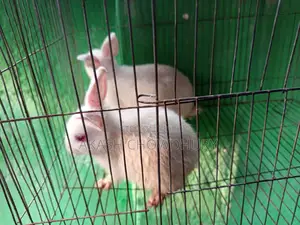 Rabbits for sale