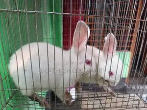 Rabbits for sale