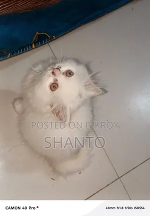 3-6 months Male Purebred Balinese